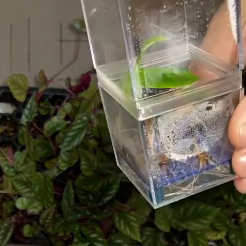 High-Rise Corm Condo: two clear acrylic cubes joined by a 3D-printed PETG collar – riser, roots and new leaf (corm not included)