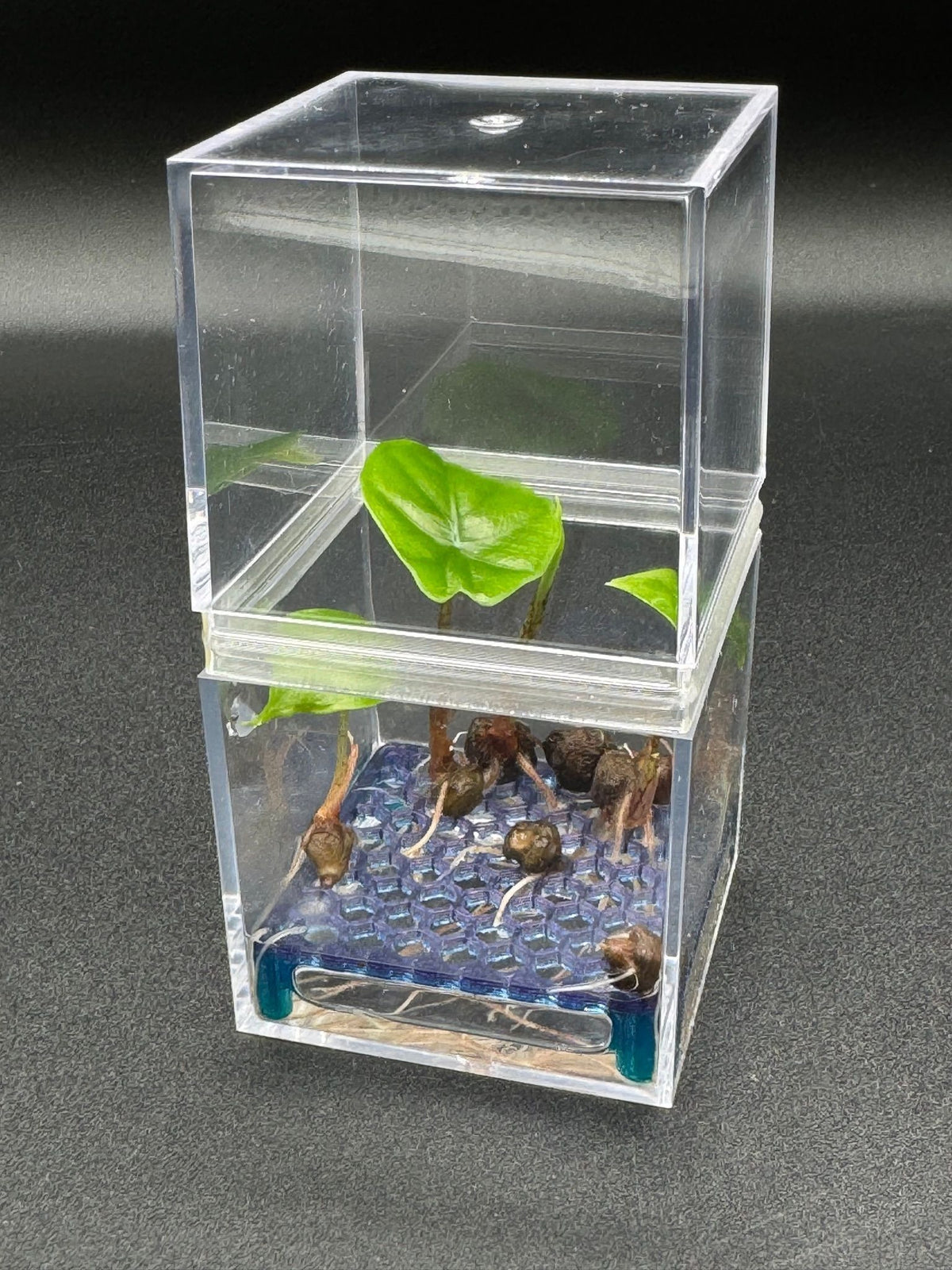 High-Rise Corm Condo: two clear acrylic cubes joined by a 3D-printed PETG collar