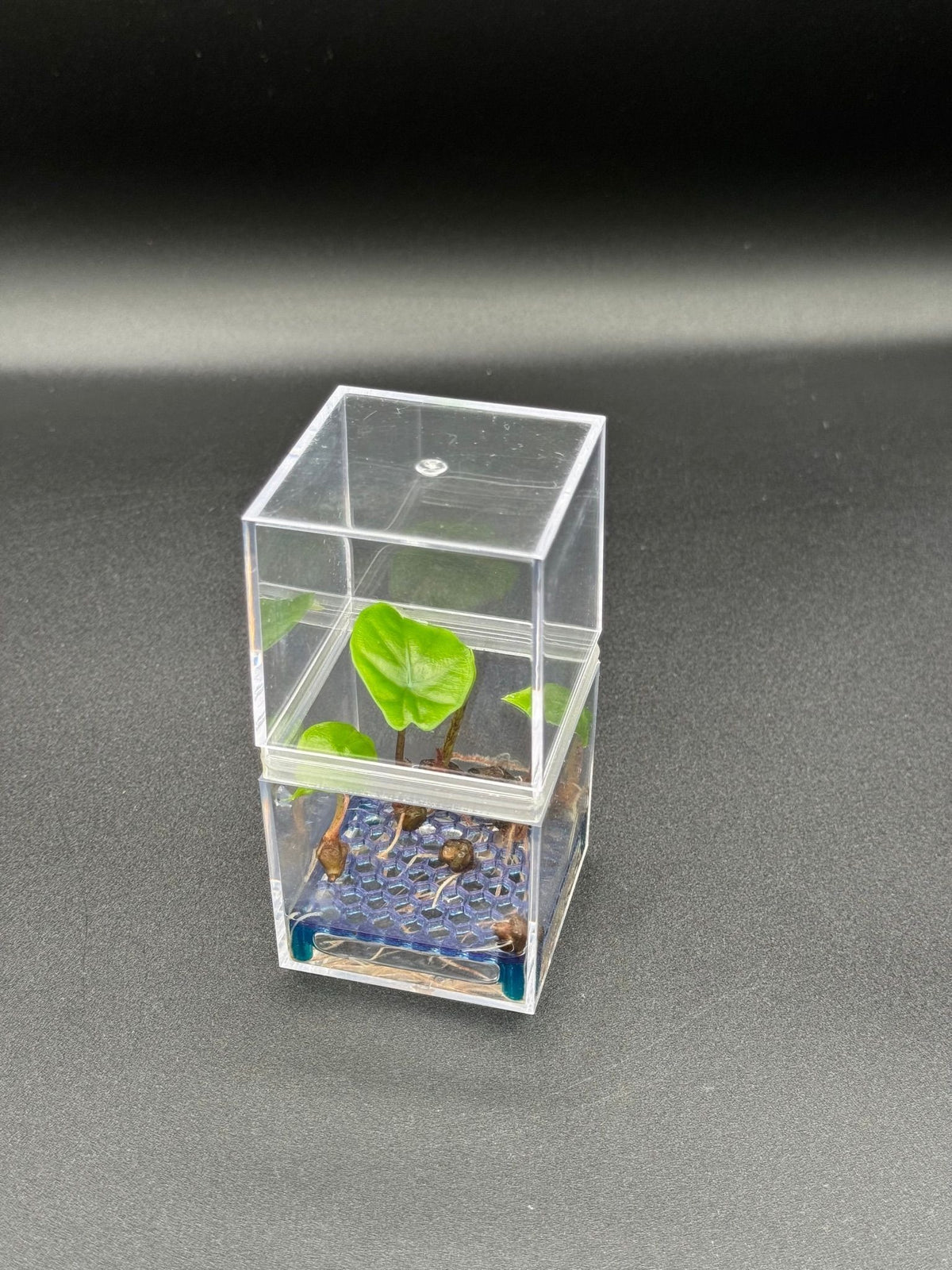 High-Rise Corm Condo: two clear acrylic cubes joined by a 3D-printed PETG collar – Single