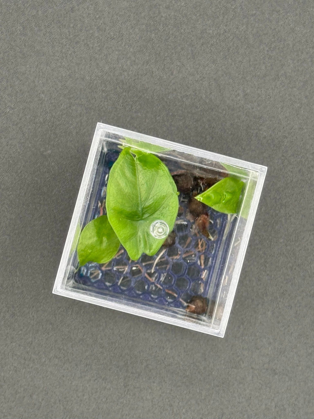 High-Rise Corm Condo: two clear acrylic cubes joined by a 3D-printed PETG collar