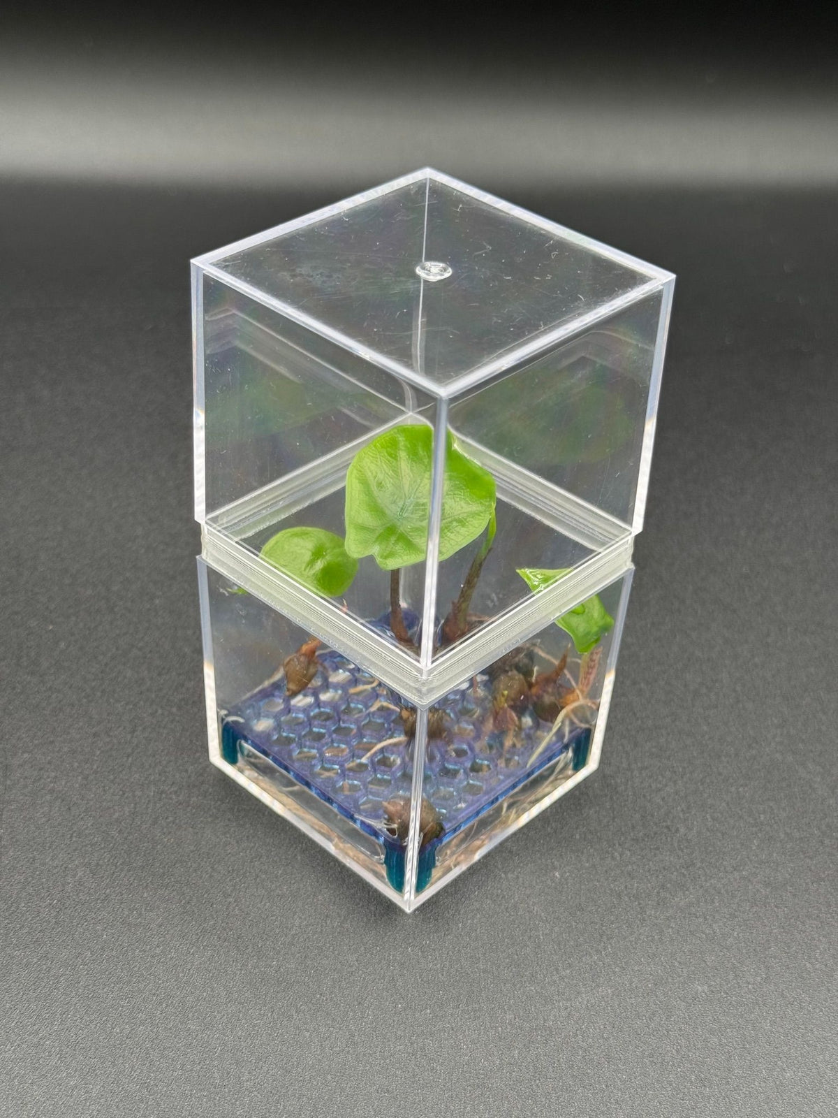 High-Rise Corm Condo: two clear acrylic cubes joined by a 3D-printed PETG collar – 3-Pack