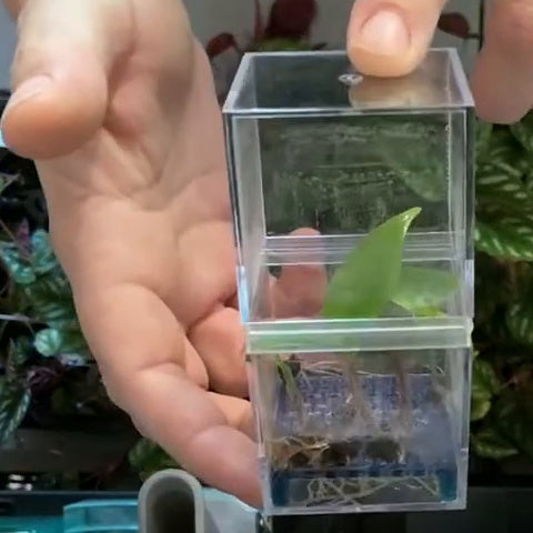High-Rise Corm Condo: two clear acrylic cubes joined by a 3D-printed PETG collar – held in hand with sprouting corm (corm not included)