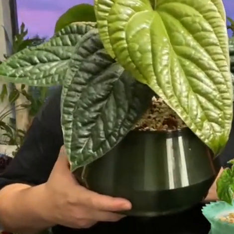 8" fully 3D-printed PETG two-part self-watering planter kit – example pot shown with plant for scale (plant not included)
