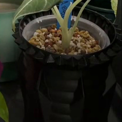 Semi-Hydro Trop Mix – top view in a 4" self watering kit with plant (plant not included)