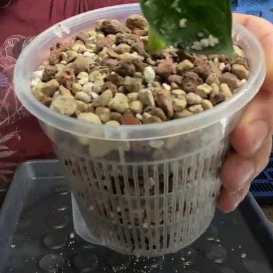 Semi-Hydro Trop Mix – filled 4" self watering pot